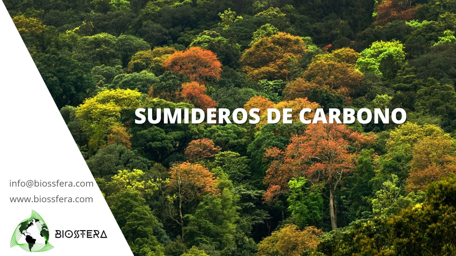 Sumideros carbono