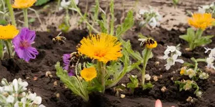 Flores en el campo