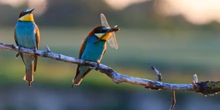 Dos pájaros cazando en lo alto de una rama de un árbol