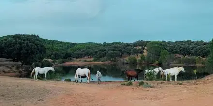 Caballos en torno al humedal que BiossFera tiene en Villaviciosa de Córdoba