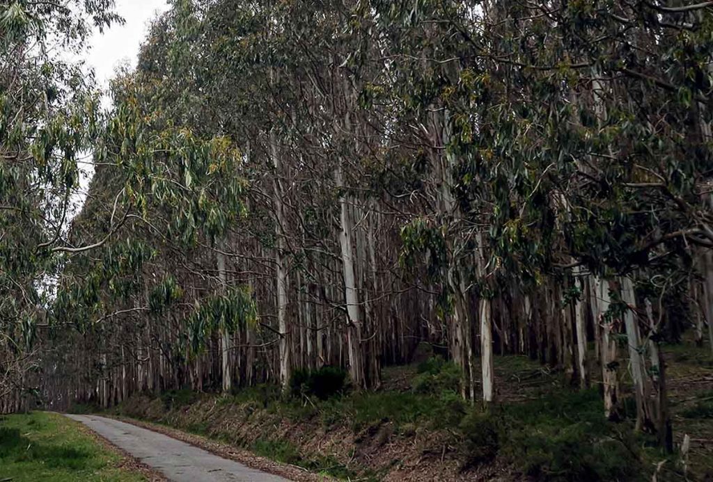 Bosque de Eucaliptos, Pontevedra, Nigrán