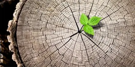 Tronco de madera con el nacimiento de una planta en el medio de este