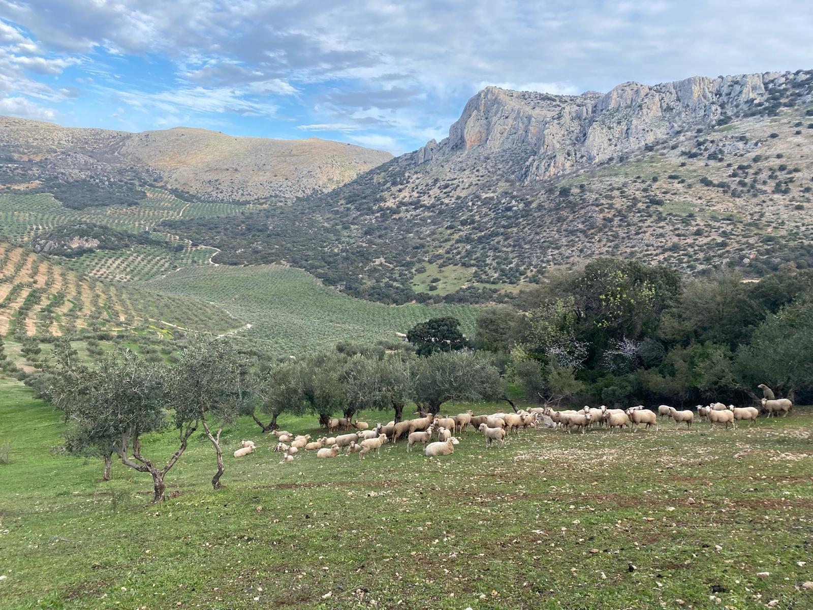 Finca Regenerativa Valle del Conde