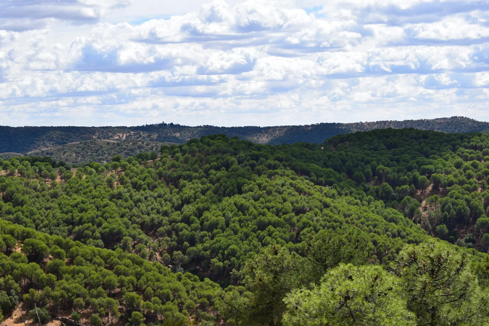 Bosque Villaviciosa Córdoba